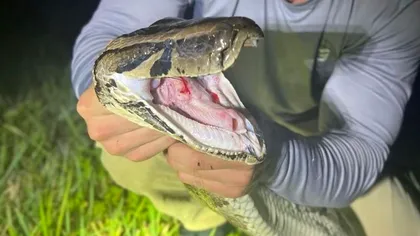 Pitonii pot înghiți aproape orice: un nou studiu arată cum