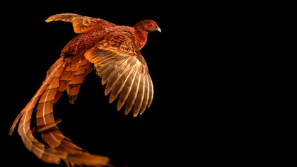 Această pasăre folosește plante pentru a se automedica: ce spun oamenii de știință