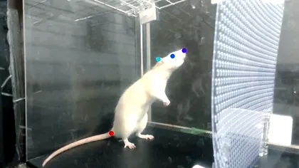 Șoarecii pot „dansa