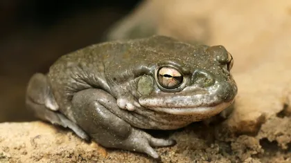Ce nu ai voie să faci dacă întâlnești o asemenea broască: ciudatul avertisment al autorităților