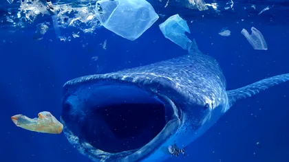 Balenele înghit în fiecare zi zece milioane de particule de microplastic: cum le afectează sănătatea