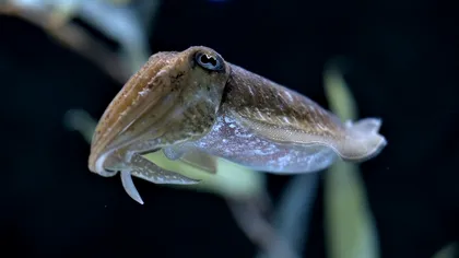 Cefalopodele sunt la fel de inteligente ca un copil: cum au trecut un test cognitiv