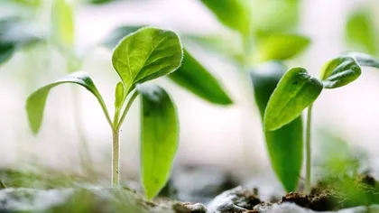 În curând, nu vom mai avea ce mânca: plantele, afectate de nivelul crescut de dioxid de carbon din atmosferă