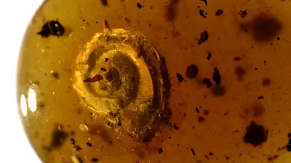 Un melc păros, vechi de 99 de milioane de ani, găsit conservat în chihlimbar