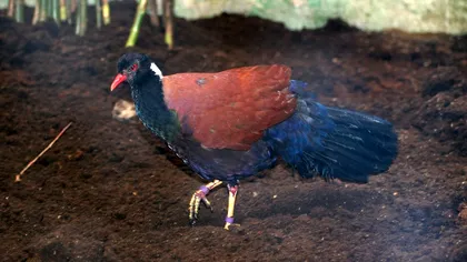 VIDEO O pasăre ce a stat „ascunsă” timp de 140 de ani, pare să fi „înviat”: cum arată porumbelul-fazan