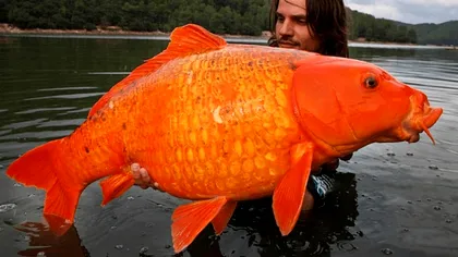 “Peștișorul” auriu gigant a fost pescuit: de ce crește atât de mare această specie
