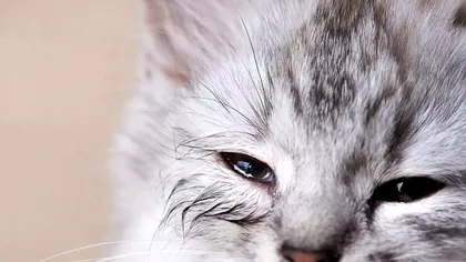 Cum comunici cu pisica ta, conform oamenilor de știință: totul stă în privire