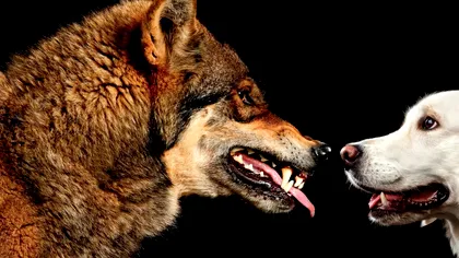 Prietenii noștri cei mai buni ar fi putut exista mai devreme decât credeam: ce indică cel mai vechi os de câine cunoscut