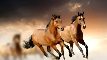 Câți cai putere are un cal, de fapt: cine a inventat această denumire, în ce scop