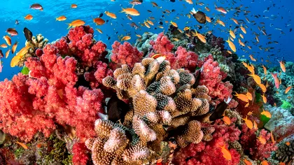 Recifurile de corali ar putea fi salvate: descoperirea oamenilor de știință care dă speranțe omenirii