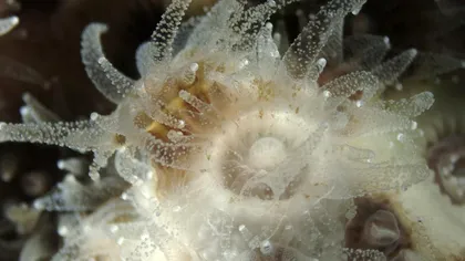 Când coralii “hibernează” iarna, microbiomul lor se restructurează: care e explicația oamenilor de știință