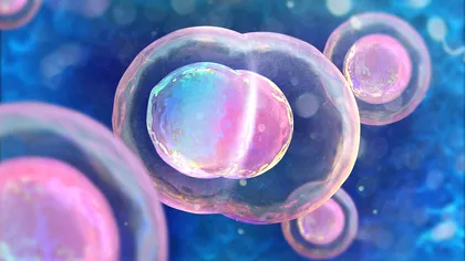 Cât de fină este granița dintre a fi bărbat sau femeie: cum un singur atom de oxigen poate schimba sexul unei persoane