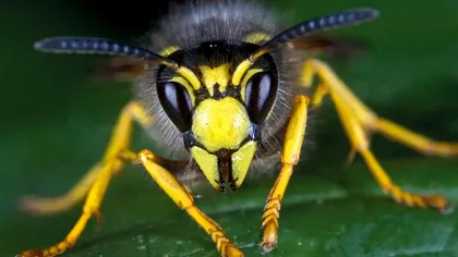 Invazie de viespi asiatice în Europa: de ce este o problemă pentru mediul înconjurător