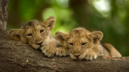 Cercetarea care arată cât de tristă este situația: ce se întâmplă cu speciile de pe Pământ