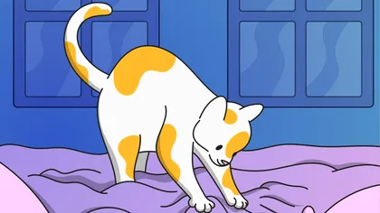 De ce fac pisicile „cozonăcei”: explicația acestui obicei simpatic