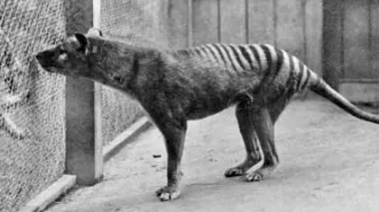 Ce e mai rămas din ultimul tigrul tasmanian: o grămadă de oase. Extincția acestei specii, provocată de om