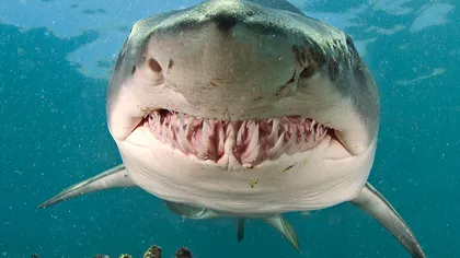 Există un motiv pentru care nu vei vedea niciodată un mare rechin alb într-un acvariu