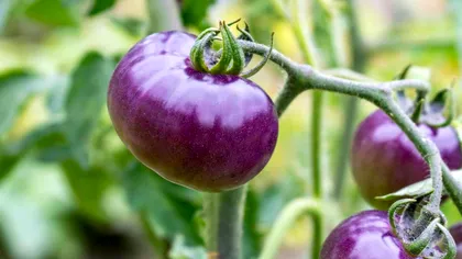 Povestea roșiei violet: de ce succesul fructului neobișnuit este un câștig pentru alimentele modificate genetic