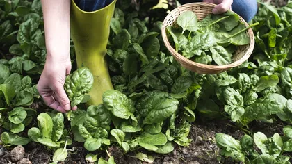 Spanacul provoacă halucinații oamenilor, în această țară: care este cauza, conform cercetătorilor