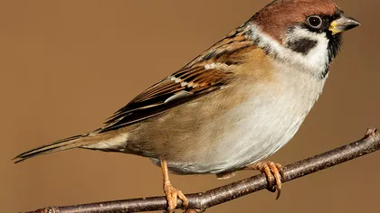 Vrabia cu patru sexe, noua senzație în ornitologie: cum o explică cercetătorii