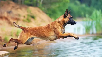 Care sunt cei mai inteligenți câini, potrivit cercetătorilor