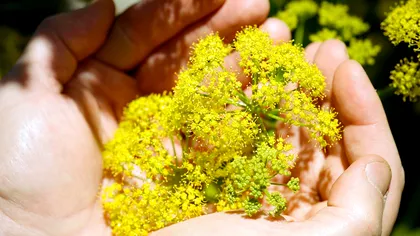 Planta 'minune' ce valora o avere pe vremea romanilor: unde o poți găsi și care este istoria 'darului zeului Apollo'