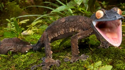 Ar dura 23 de milioane de ani pentru a înlocui speciile din Madagascar, dacă ar dispărea: ce arată noile cercetări