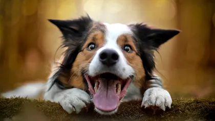 Descoperire fascinantă în știință: pastilele anti-îmbătrânire pentru câini îi vor face să trăiască mai mult