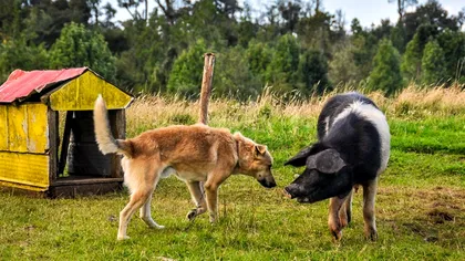 Diferențele fascinante dintre câini și porci: cum schimbă modul în care interacționăm cu acestea