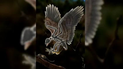 Evoluția lucrează în moduri misterioase: s-a descoperit o fosilă de pasăre cu capul ca al lui T-Rex