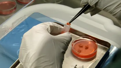 Cum poate criogenarea să salveze speciile Pământului de la dispariție: știința viitorului a fost pusă în aplicare de oamenii de știință