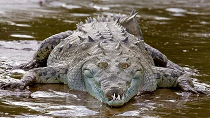 Crocodilii trăiesc într-un râu toxic: cum supraviețuiesc printre deșeuri contaminate