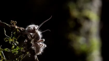 Realitatea ciupercilor din The Last of Us și zombii din natură: ce se întâmplă cu “victimele”