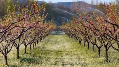 Schimbările climatice și agricultura din România: cum ne sunt “îngropate” culturile de încălzirea globală