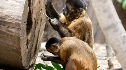 Cum ar fi fost dată peste cap teoria descoperirii Americii de niște maimuțe: ce au aflat cercetătorii