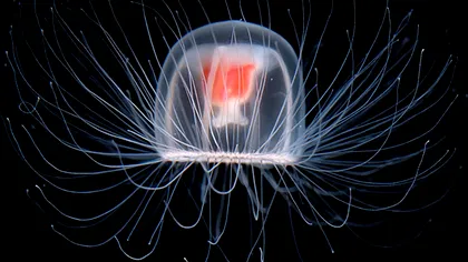 Cercetătorii au descoperit meduza nemuritoare: cum reușește această ființă uimitoare să păcălească timpul