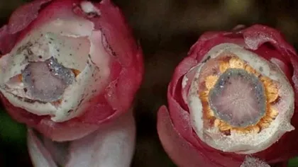 Descoperire uriașă care schimbă tot ce știam despre plante: cercetătorii oferă o explicație interesantă