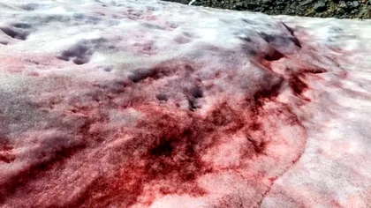 Secretele zăpezii roșii ca sângele din Alpi: de ce se întâmplă acest fenomen bizar, ce implicații globale are