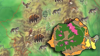 Animalul din România cu care nu vrei să te întâlnești în pădure. Pe cât de frumos, pe atât de periculos: nu ai voie să îl ucizi, este protejat de lege