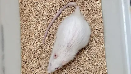 „Tinerețe fără bătrânețe și viață fără de moarte”: experimentul oamenilor de știință care te ajută să-ți menții tinerețea cât mai mult timp