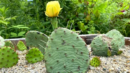 Numai aici nu creșteau cactuși: unde „s-a cocoțat” această specie, care este explicația