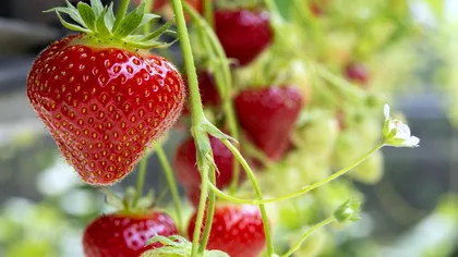 Ce sunt punctele albe de pe căpșuni, de fapt: nu sunt semințe. Ce au descoperit oamenii de știință