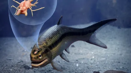 Oamenii de știință au descoperit cel mai vechi creier al unei vertebrate: are peste 319 de milioane de ani