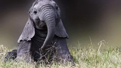 Elefanții au “superputeri” de a lupta împotriva încălzirii globale: de ce trebuie să-i protejăm, conform cercetătorilor