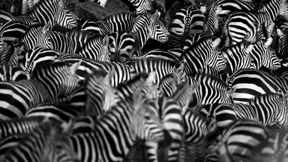 Legătura nebănuită dintre dungile de pe zebră și amprentele umane: concluzia cercetătorilor