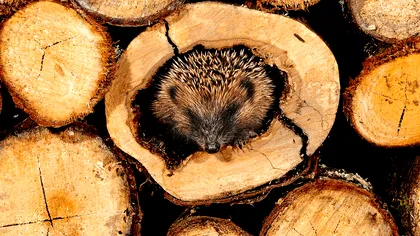 Cum trebuie să-ți ții lemnele de foc în curte: toți oamenii ar trebui să facă asta