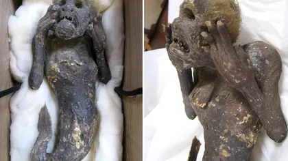 Ce este, de fapt, maimuța mumificată din Japonia: ce au descoperit oamenii de știință despre această ciudățenie