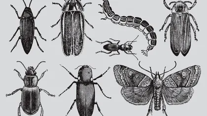 O nouă insectă a fost descoperită recent în România: ce spun oamenii de știință ieșeni despre aceasta