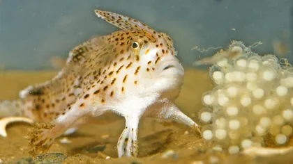 VIDEO Peștele cu „mânuțe”: unde trăiește această ființă bizară, dar simpatică