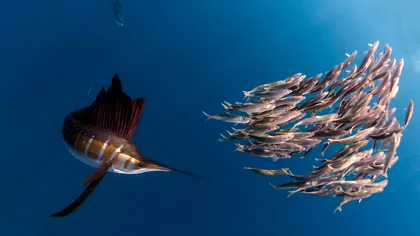 VIDEO Cel mai rapid pește din lume: e fascinant cum vânează peștele cu vele